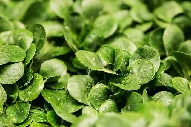 Najpopularniejsze i najczęściej wybierane odmiany sałaty